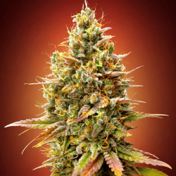 Полуничний Банан (Auto.Fem.) 1 шт. (лімітована серія!) / Strawberry Banana 2026 